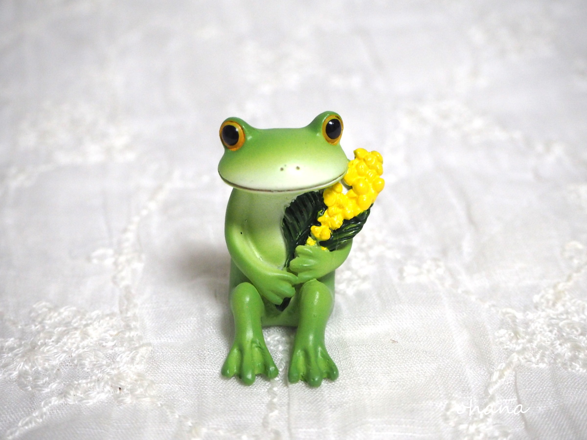 ミモザとカエル